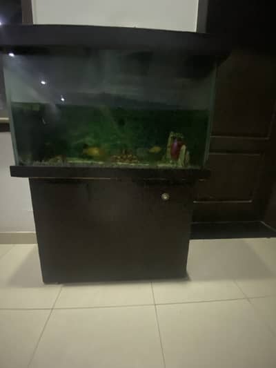 fish aquarium
