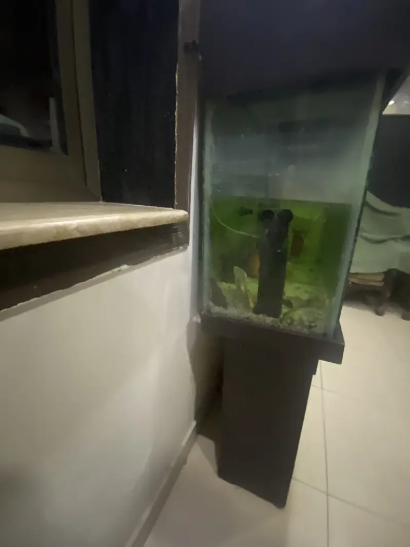 fish aquarium — photo 3