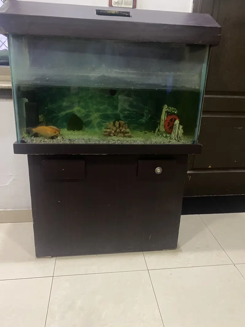 fish aquarium — photo 4