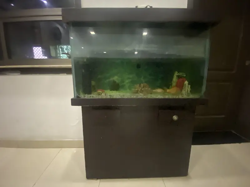 fish aquarium — photo 6