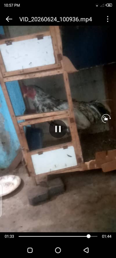 hen Cage best for hens and peiogens