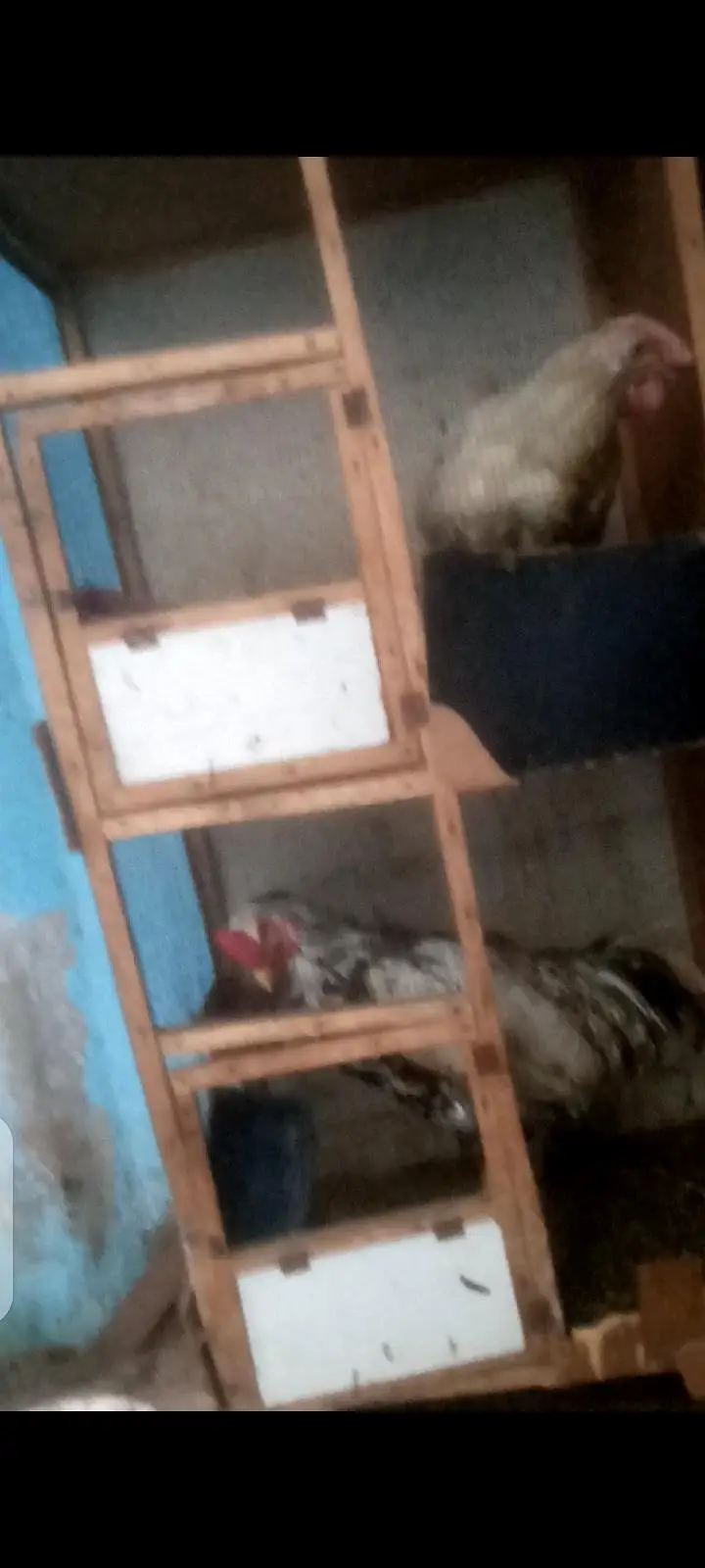 hen Cage best for hens and peiogens — photo 2