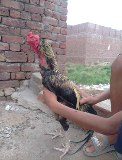 Heavy quality  Aseel Murgha In Long hight
