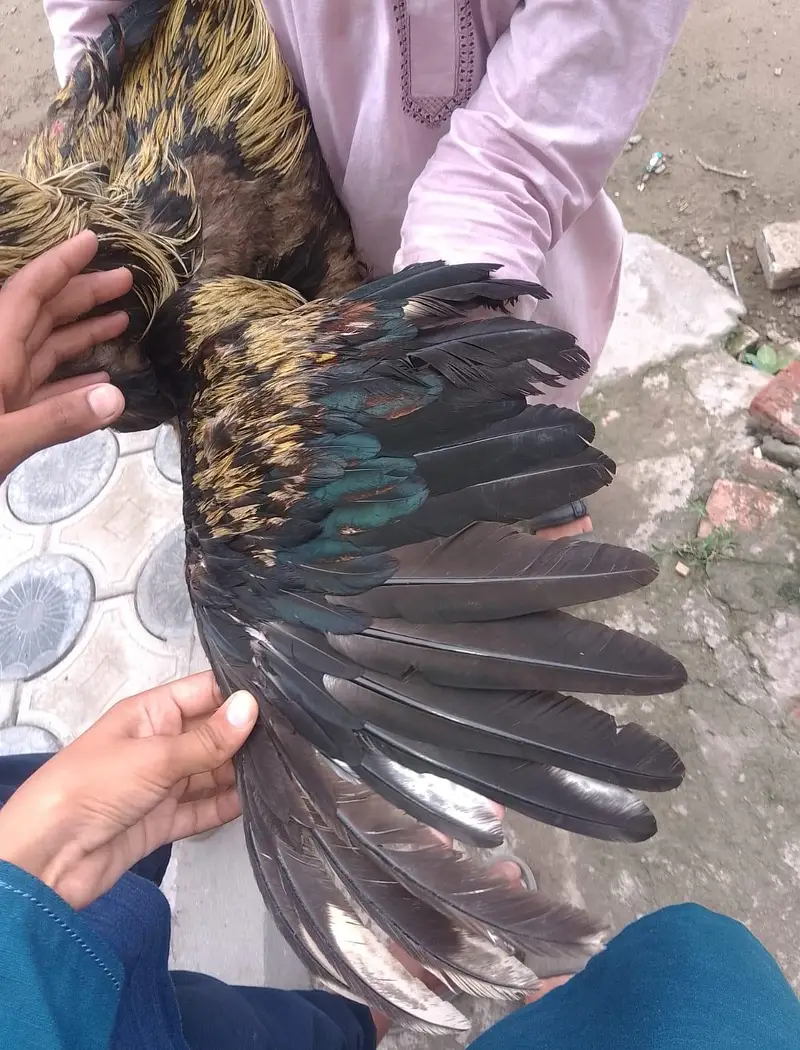 Heavy quality  Aseel Murgha In Long hight — photo 3