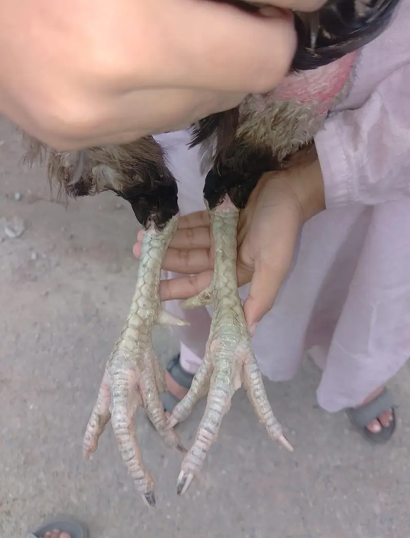 Heavy quality  Aseel Murgha In Long hight — photo 4