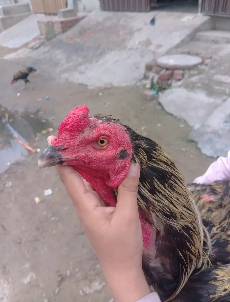 Heavy quality  Aseel Murgha In Long hight — photo 6