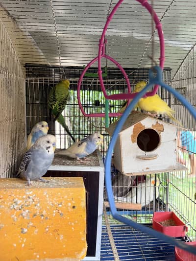 Love birds 4 pair