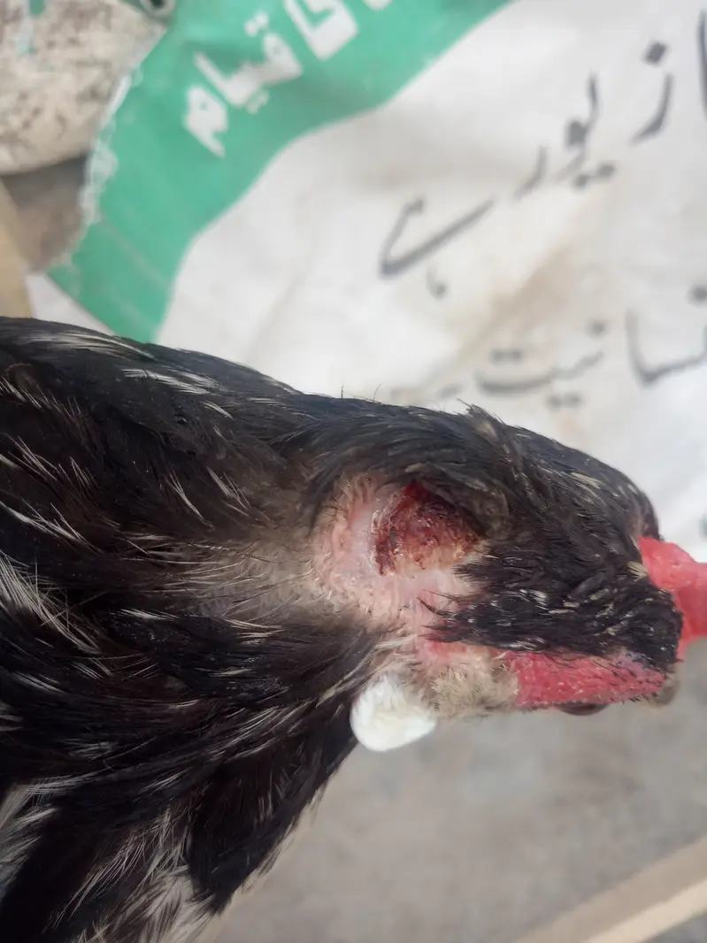 Rare german Lakenvelder breed healthy female looking new shltr — photo 4