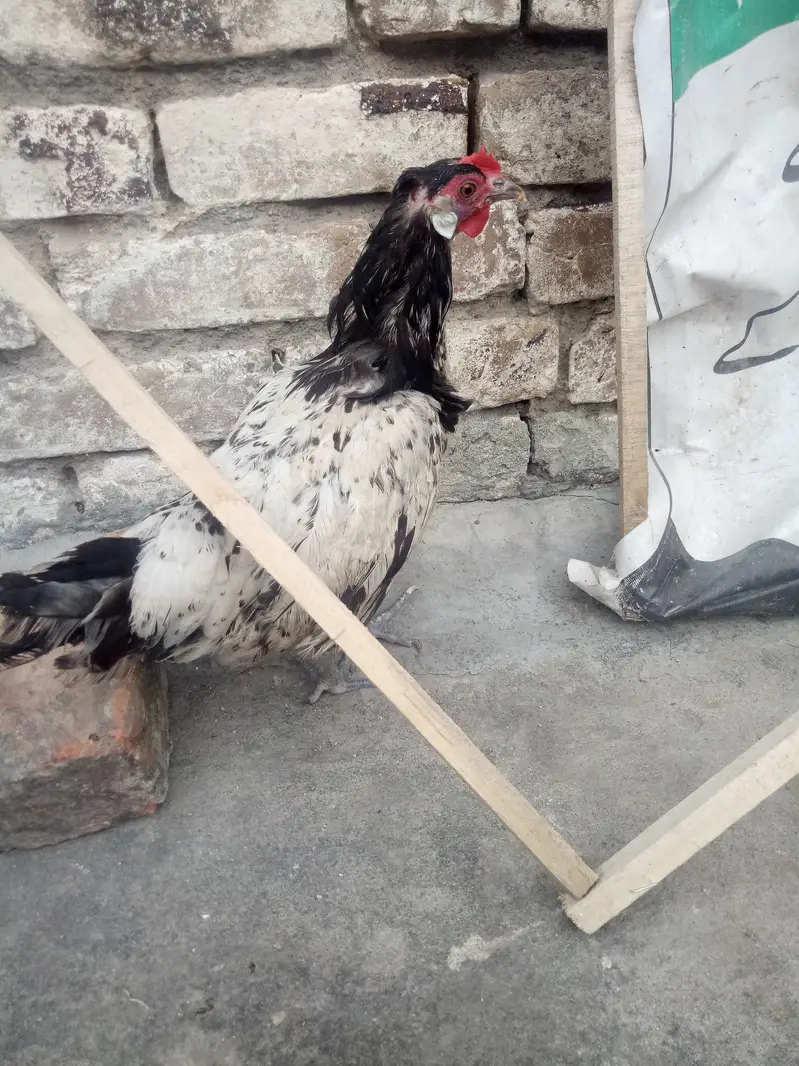 Rare german Lakenvelder breed healthy female looking new shltr — photo 6