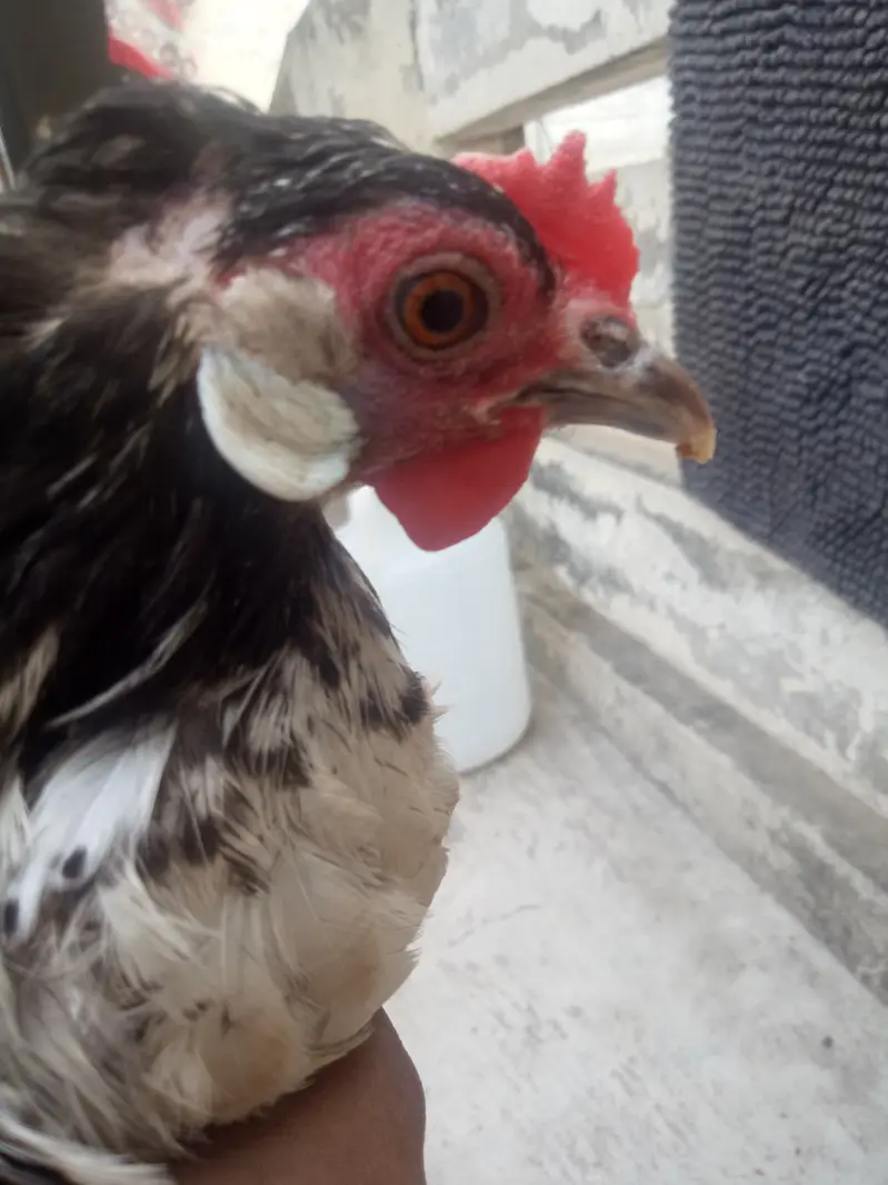 Rare german Lakenvelder breed healthy female looking new shltr — photo 9