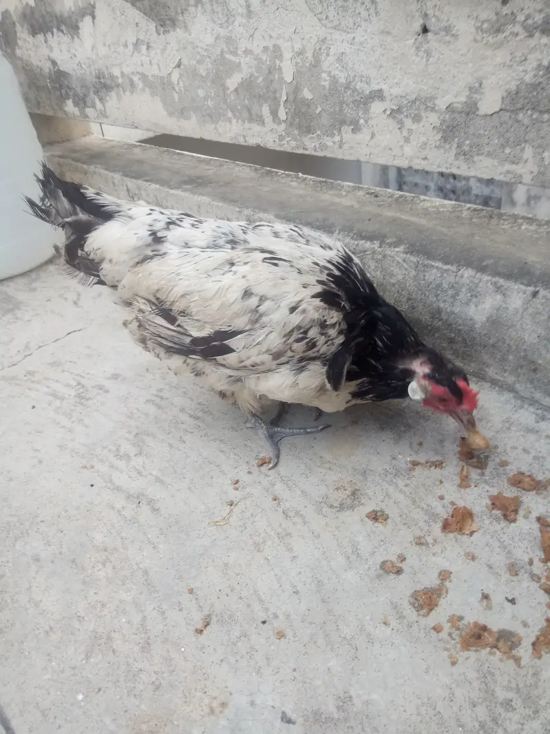 Rare german Lakenvelder breed healthy female looking new shltr — photo 10