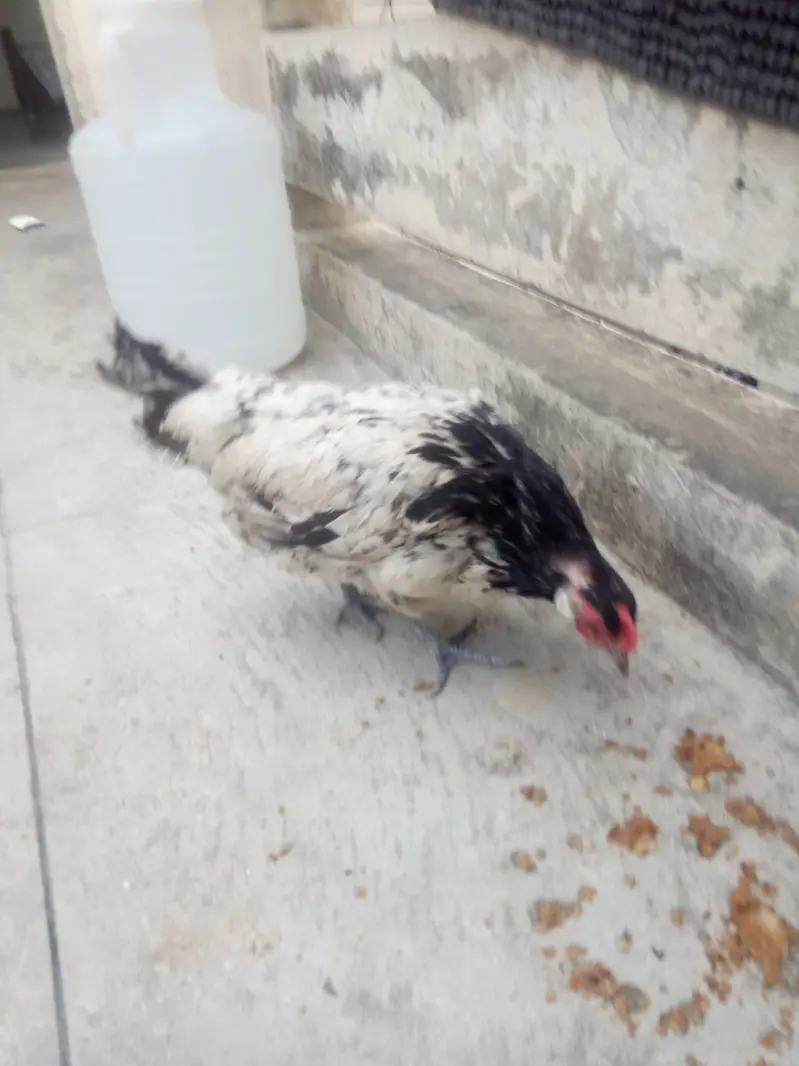 Rare german Lakenvelder breed healthy female looking new shltr — photo 11