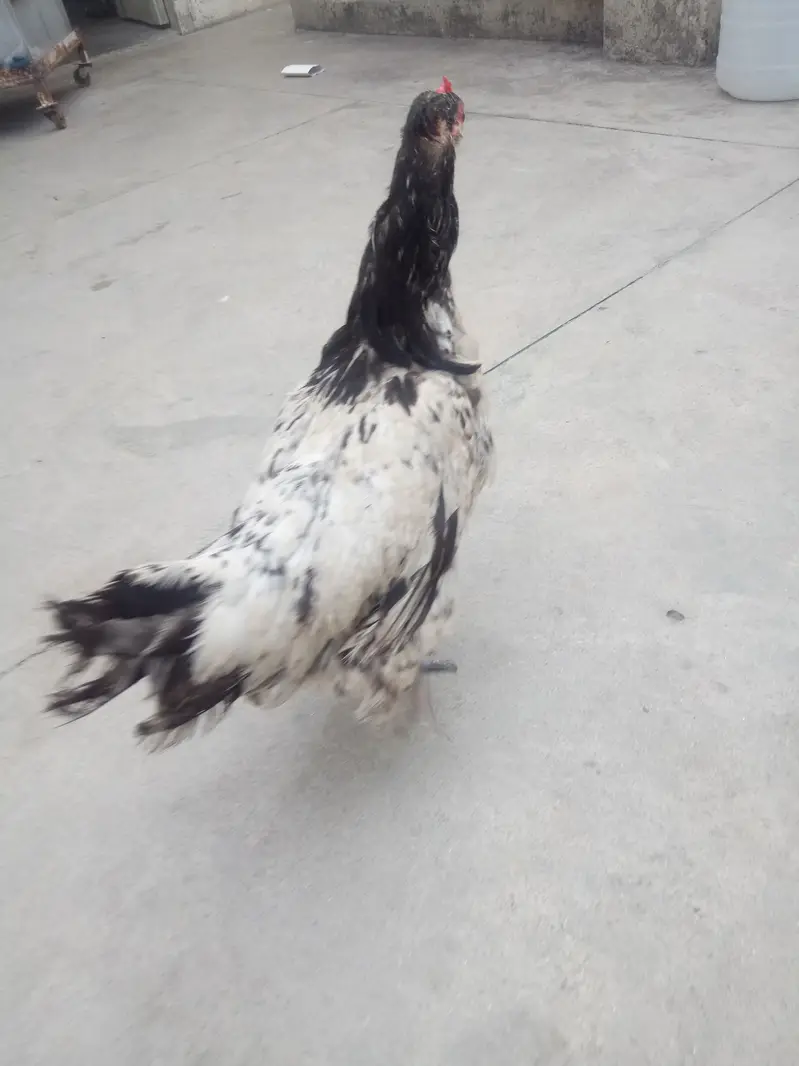 Rare german Lakenvelder breed healthy female looking new shltr — photo 12