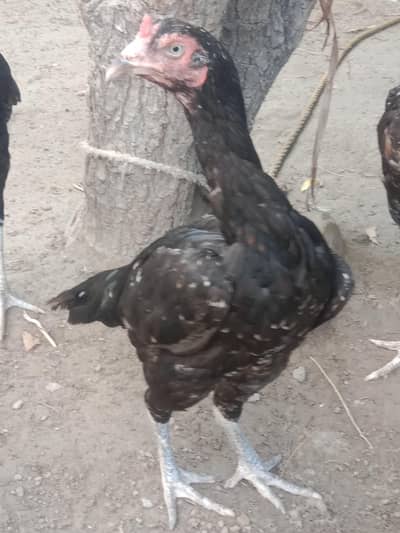 Aseel hens