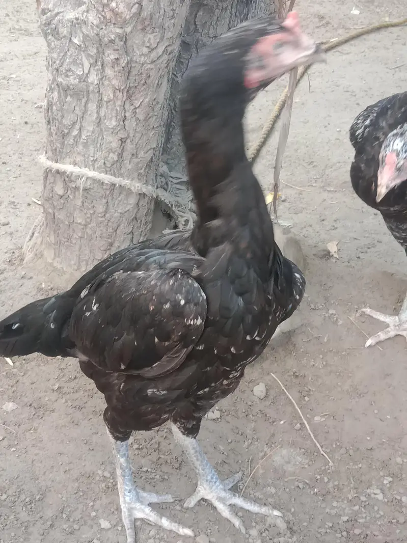 Aseel hens — photo 2