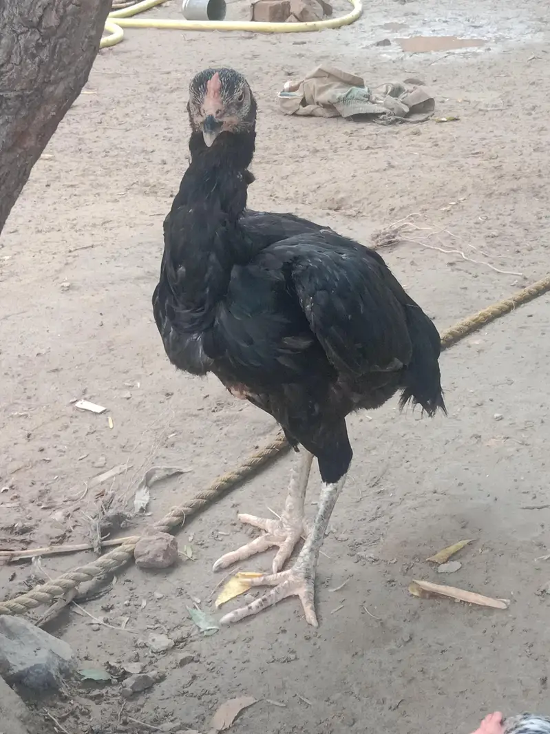 Aseel hens — photo 3