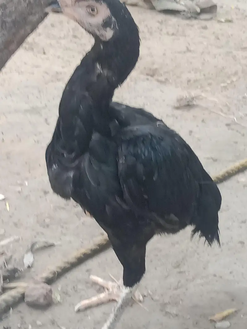 Aseel hens — photo 4