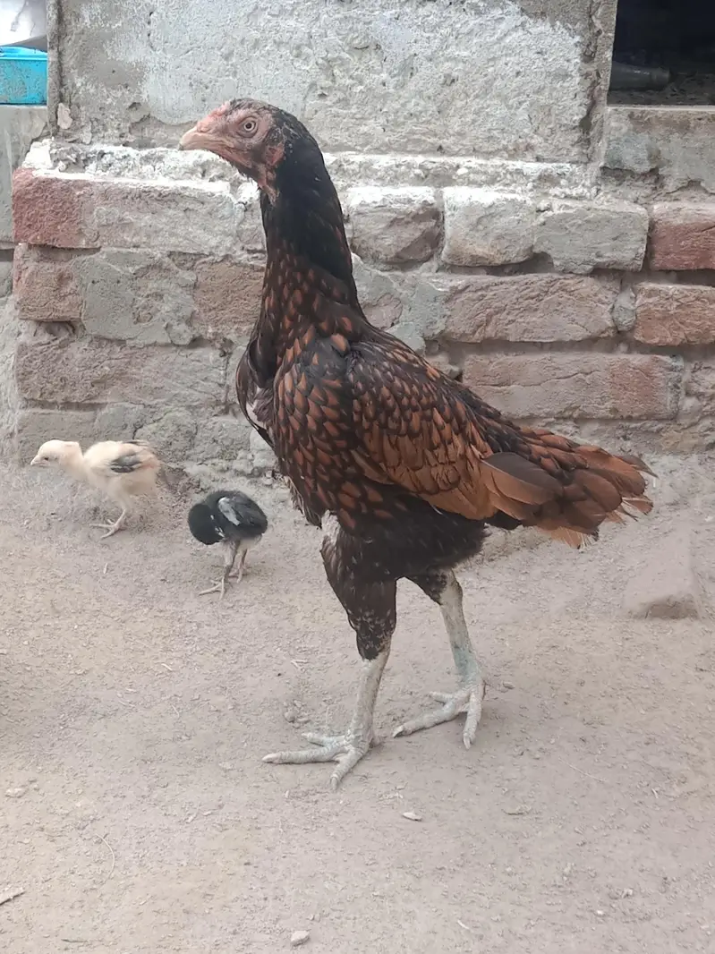 Aseel hens — photo 5