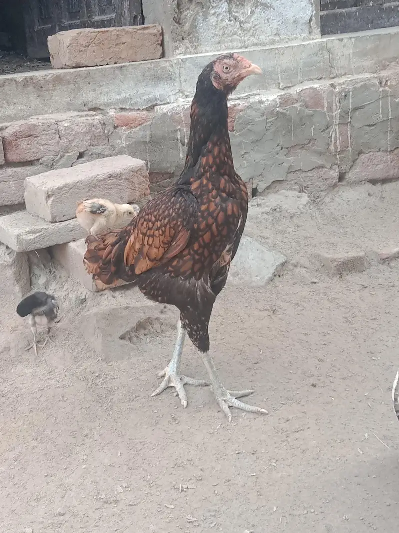 Aseel hens — photo 6