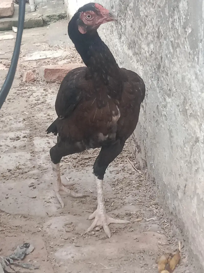Aseel hens — photo 7