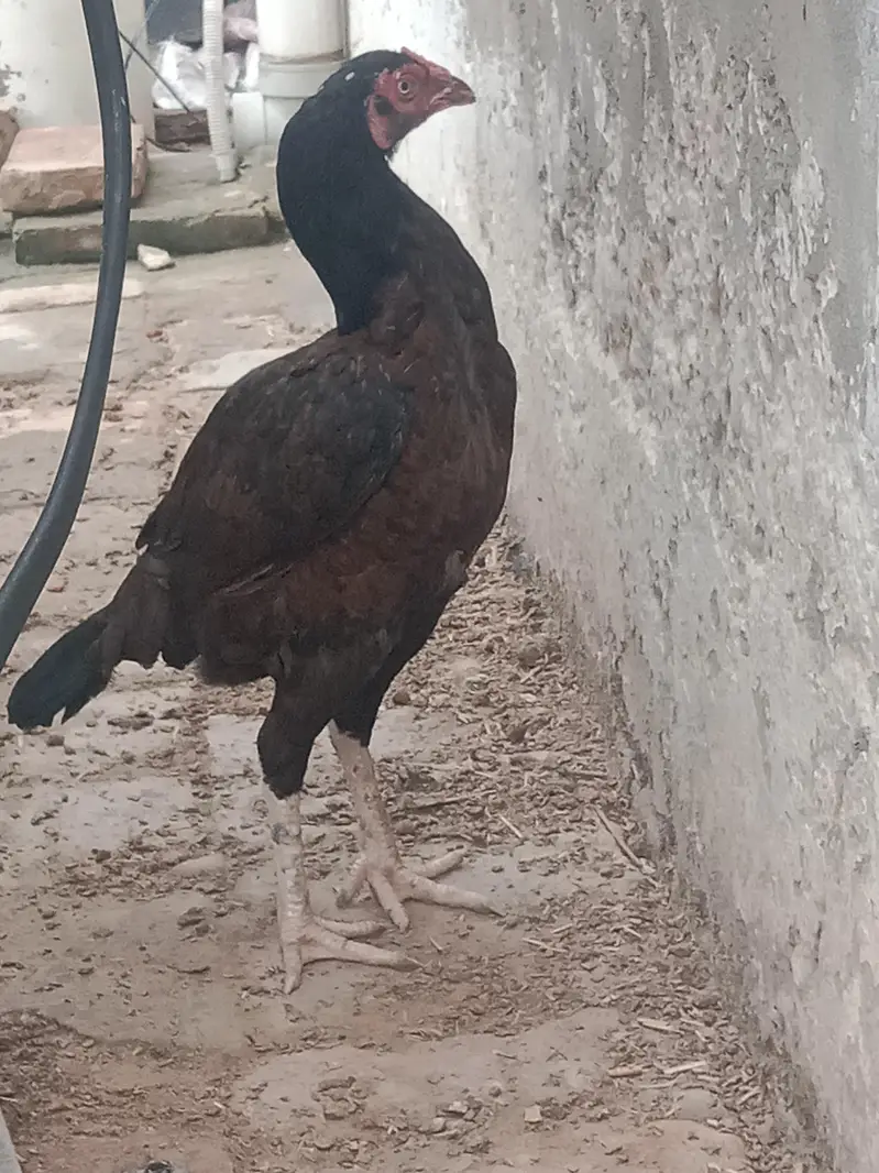 Aseel hens — photo 8