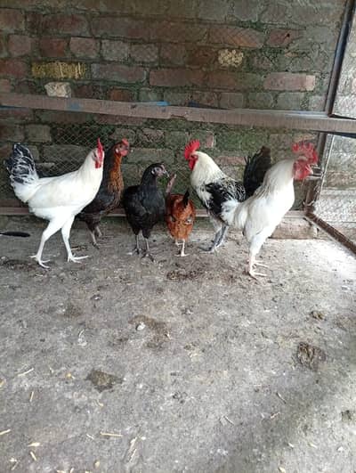 golden misri hens starter for sale contact 03231787158