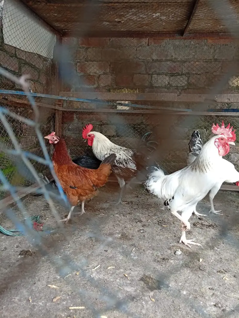 golden misri hens starter for sale contact 03231787158 — photo 2