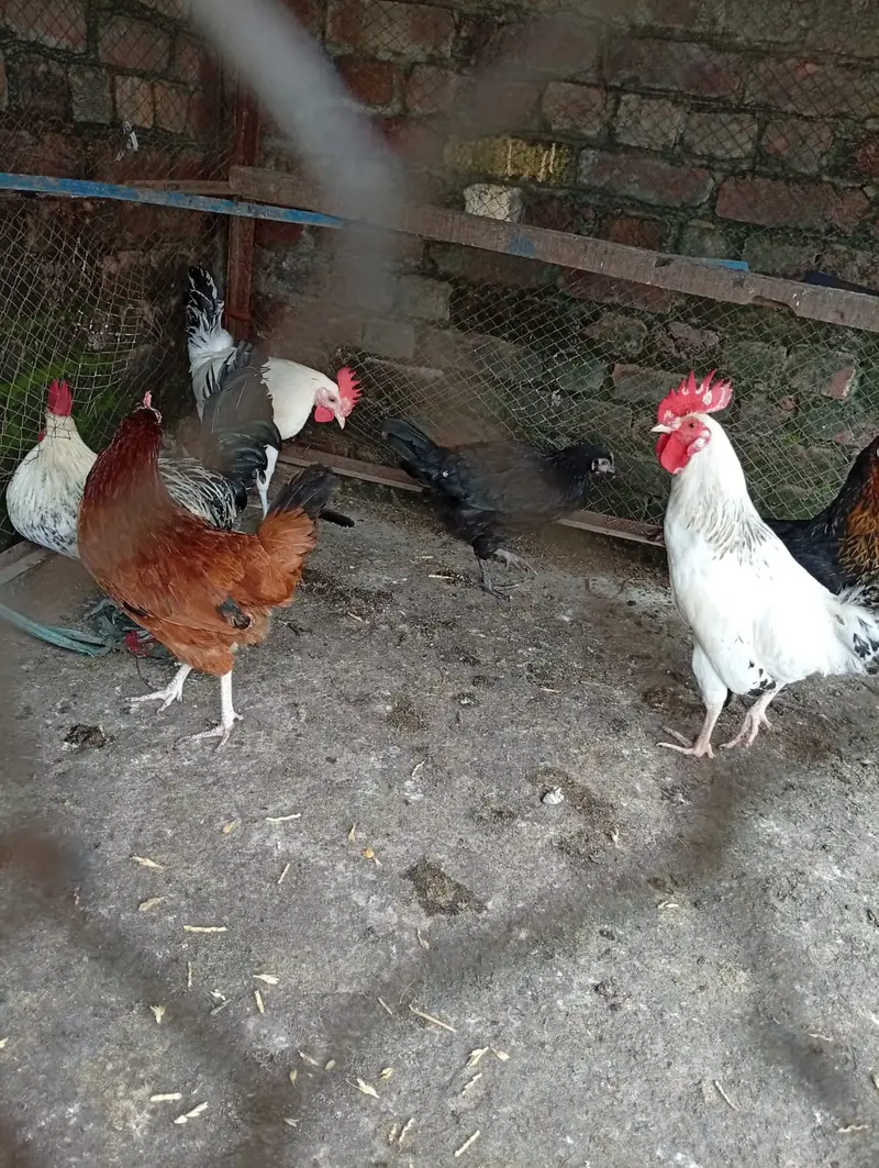 golden misri hens starter for sale contact 03231787158 — photo 3