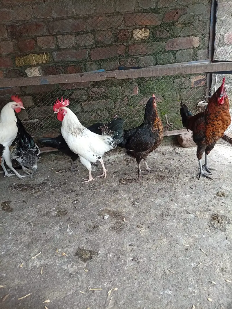 golden misri hens starter for sale contact 03231787158 — photo 4