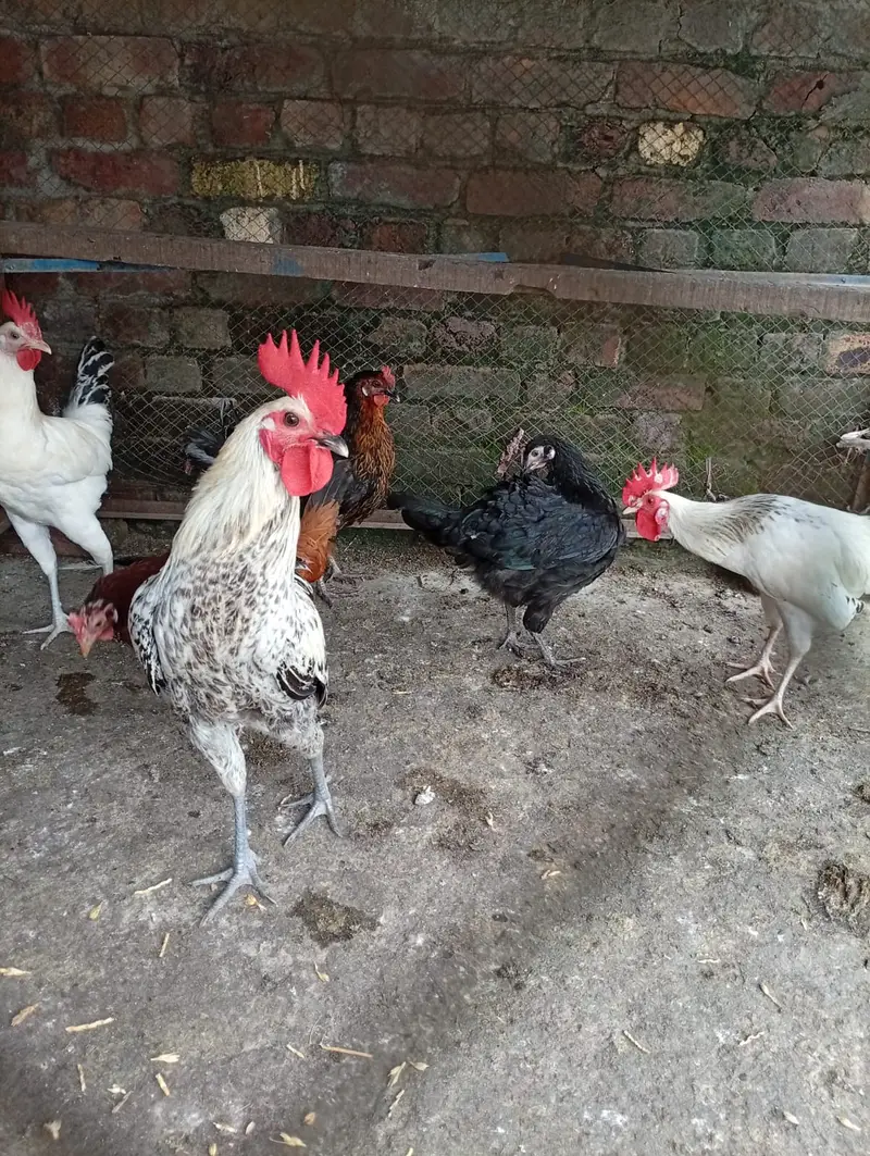 golden misri hens starter for sale contact 03231787158 — photo 5