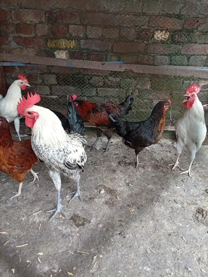 golden misri hens starter for sale contact 03231787158 — photo 6