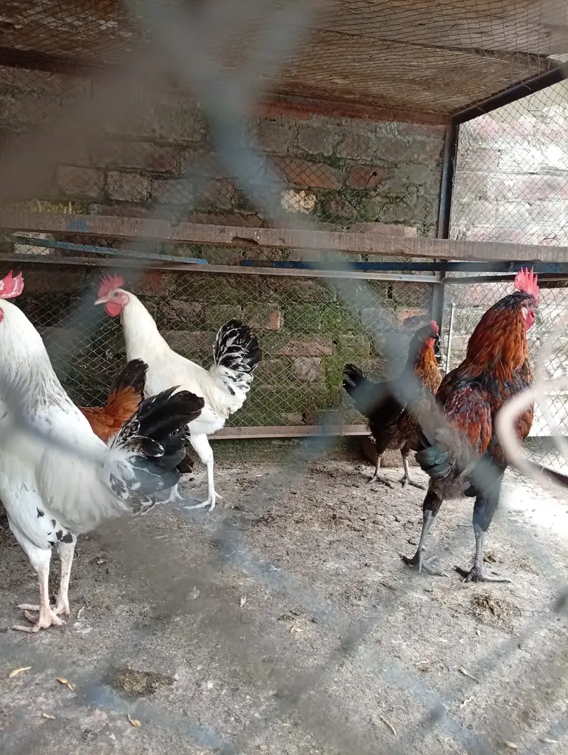 golden misri hens starter for sale contact 03231787158 — photo 8