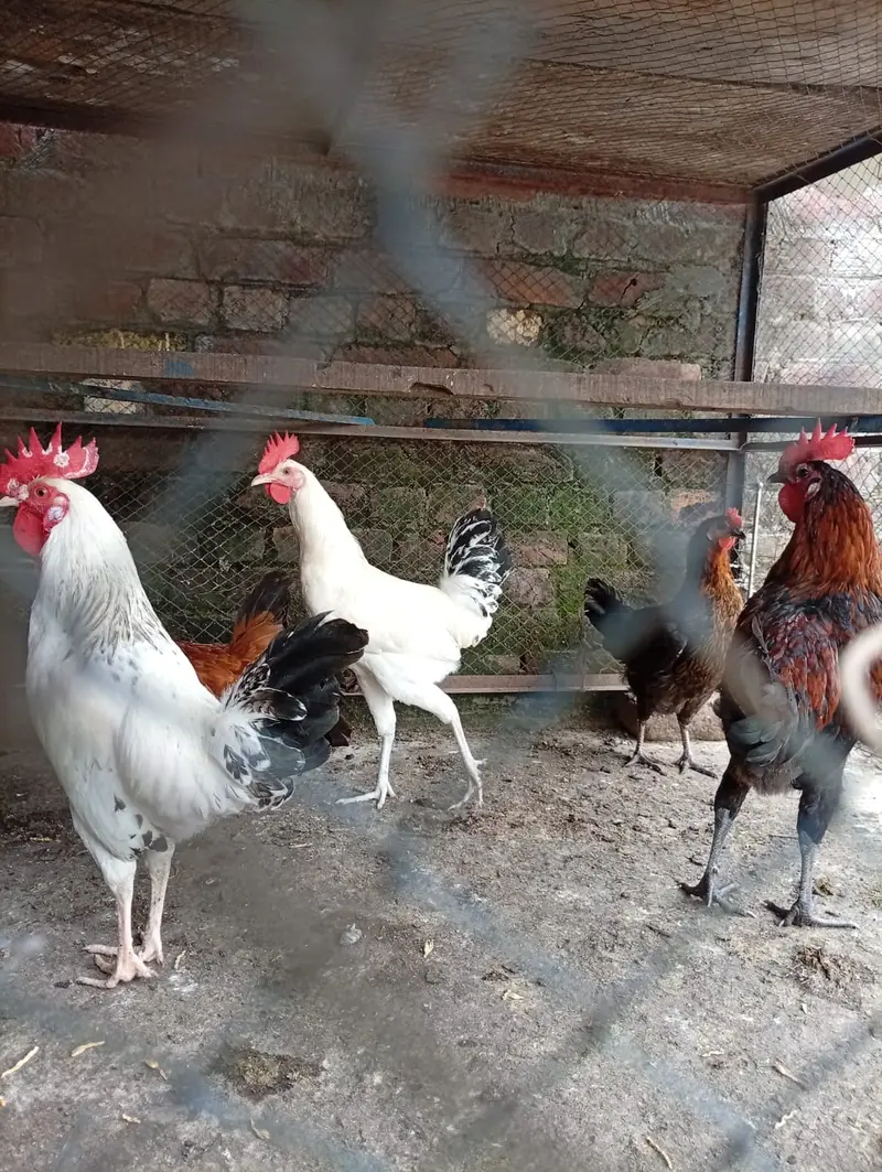 golden misri hens starter for sale contact 03231787158 — photo 9