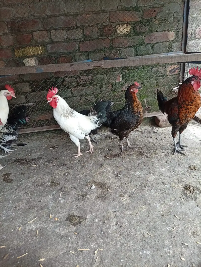 golden misri hens starter for sale contact 03231787158 — photo 10