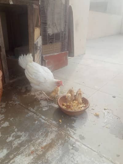 aseel hen three chicks