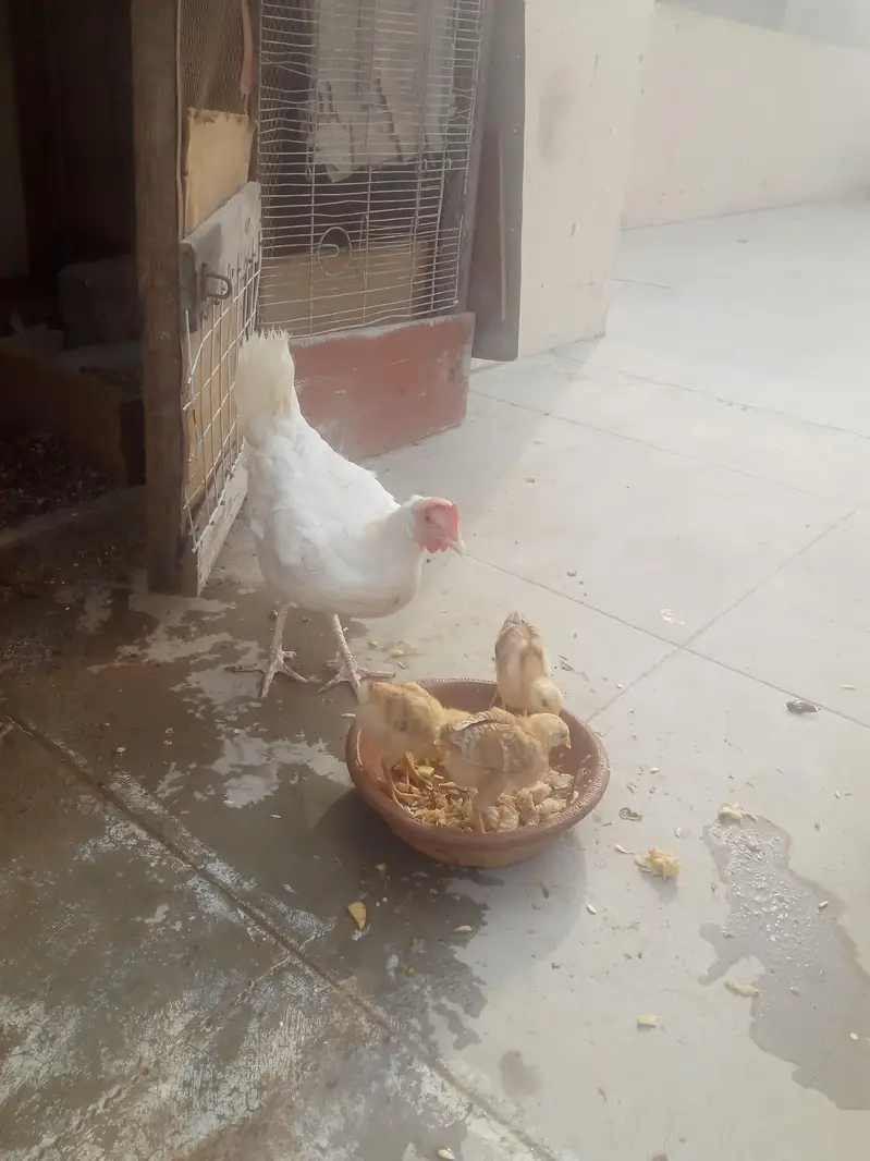 aseel hen three chicks — photo 2