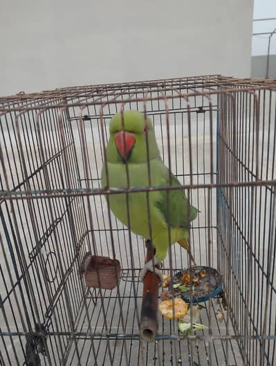 green parot for sell