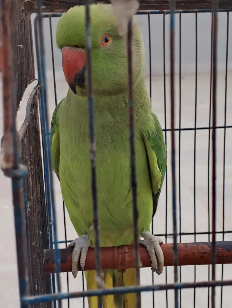 green parot for sell — photo 2