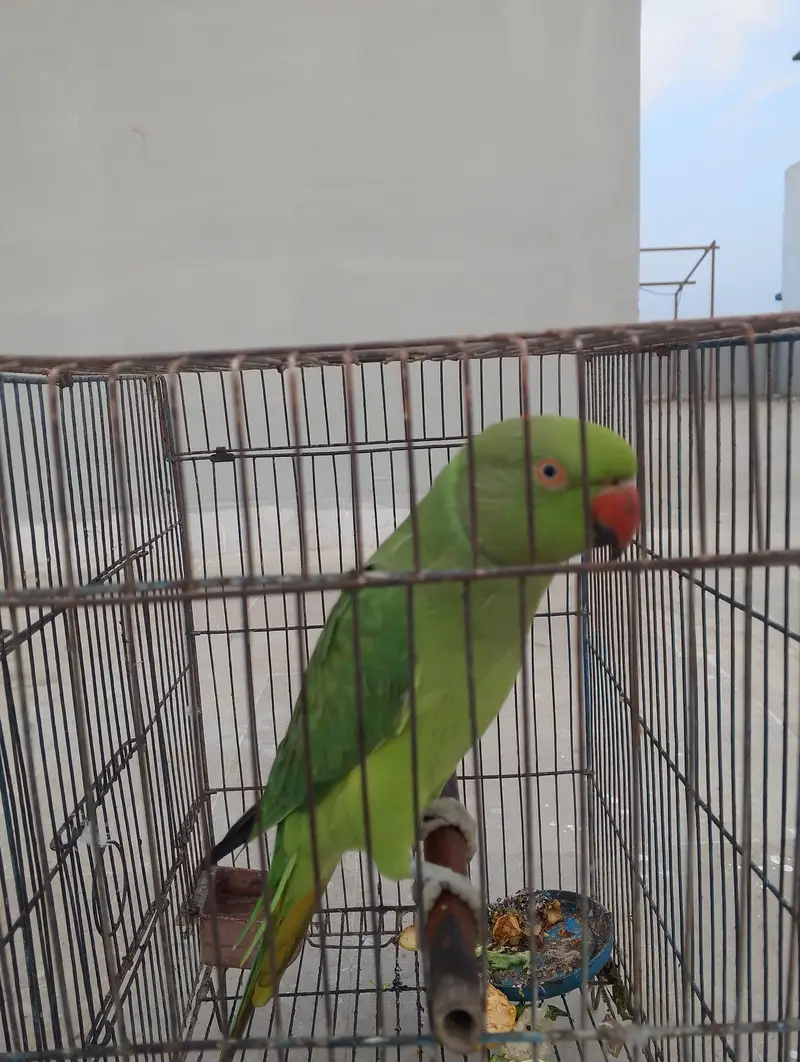 green parot for sell — photo 3