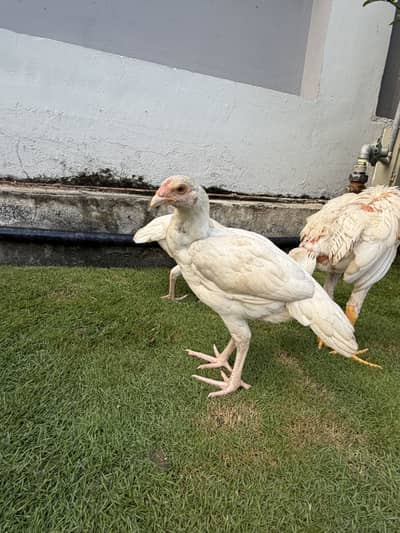 Heera Aseel Chicks - 5 Months