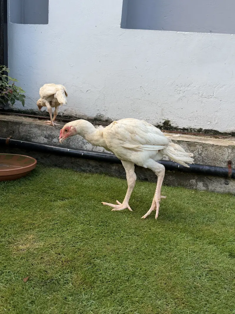 Heera Aseel Chicks - 5 Months — photo 2