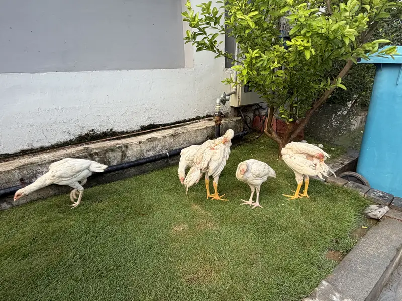 Heera Aseel Chicks - 5 Months — photo 3