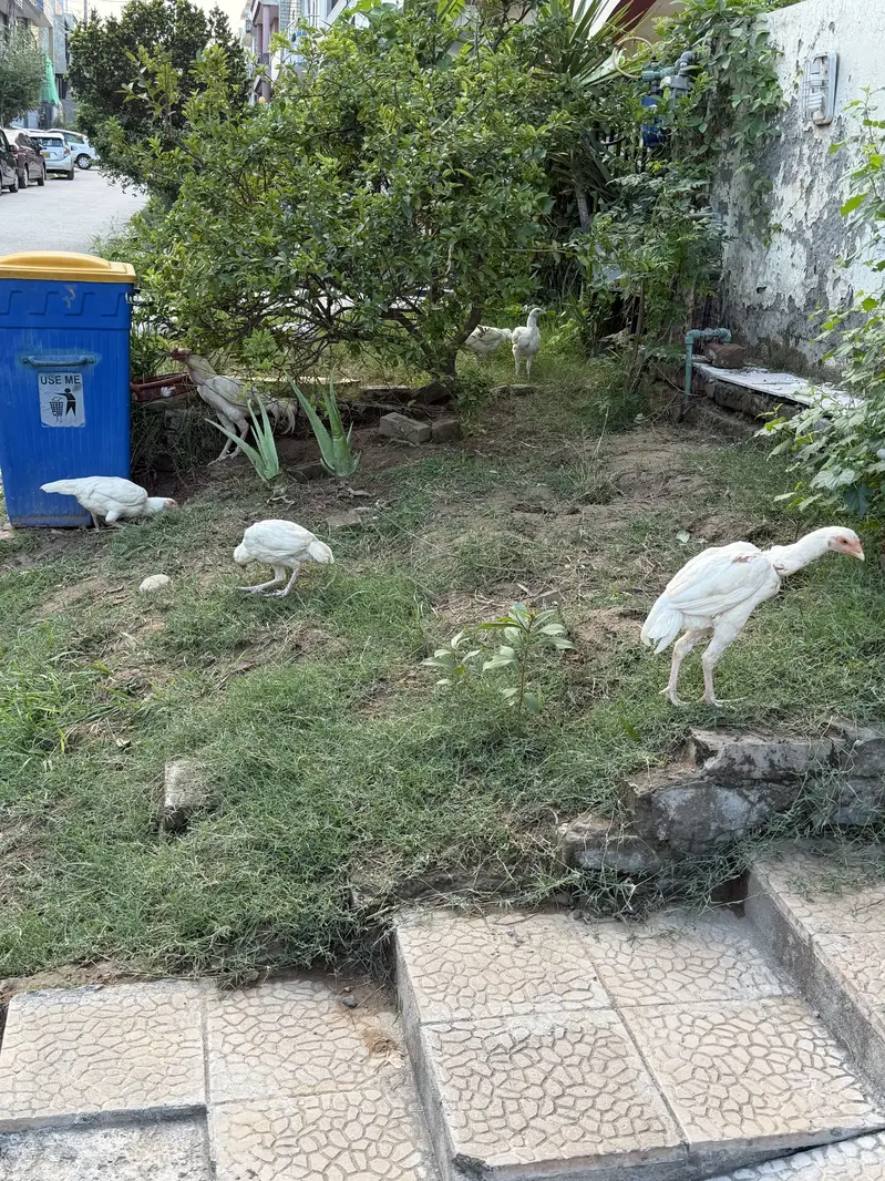 Heera Aseel Chicks - 5 Months — photo 4