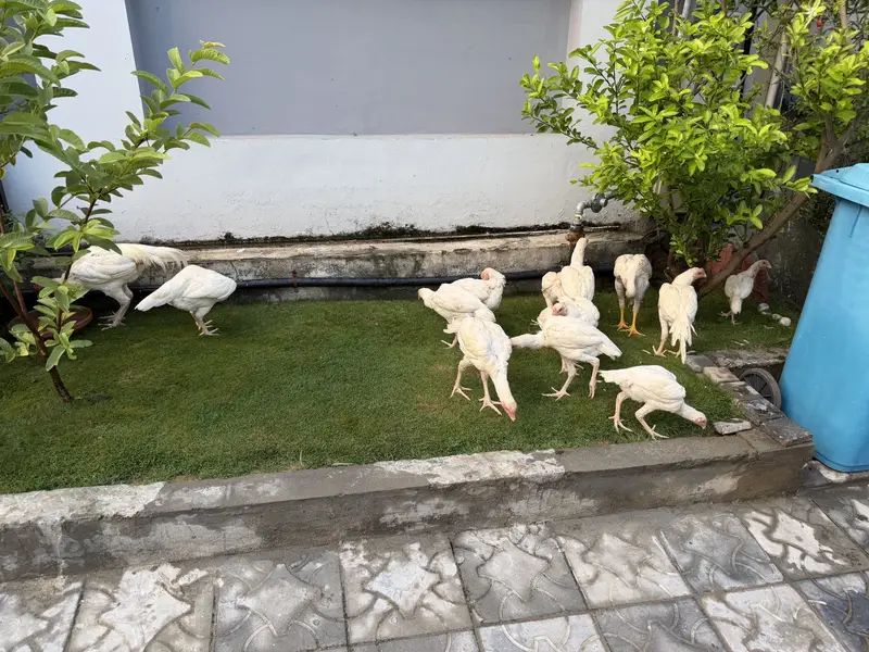 Heera Aseel Chicks - 5 Months — photo 5
