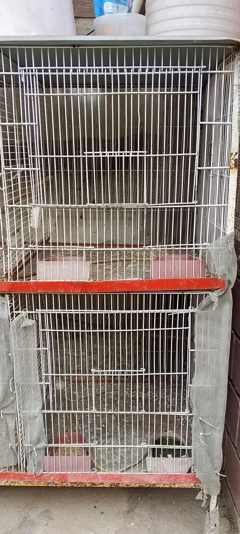 Iron Cage in Mint Condition — photo 3