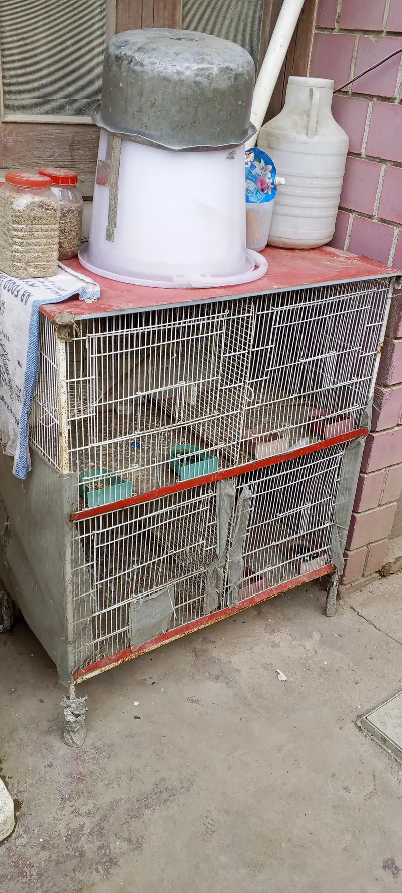 Iron Cage in Mint Condition — photo 4