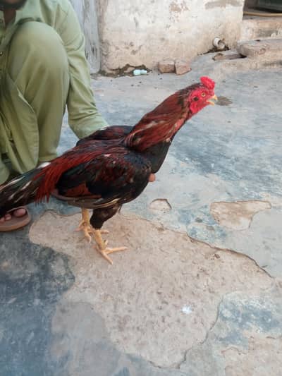 mianwali aseel
