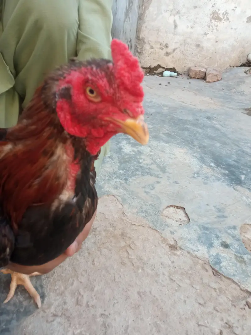 mianwali aseel — photo 2
