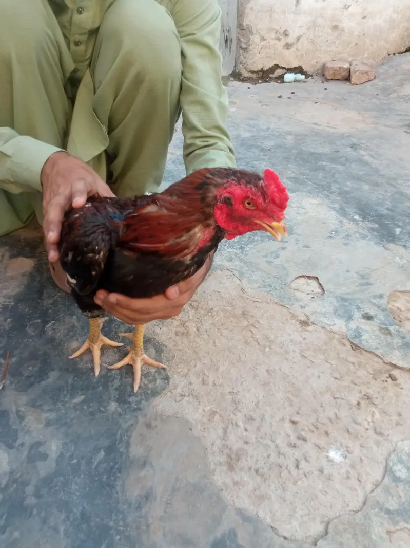 mianwali aseel — photo 3