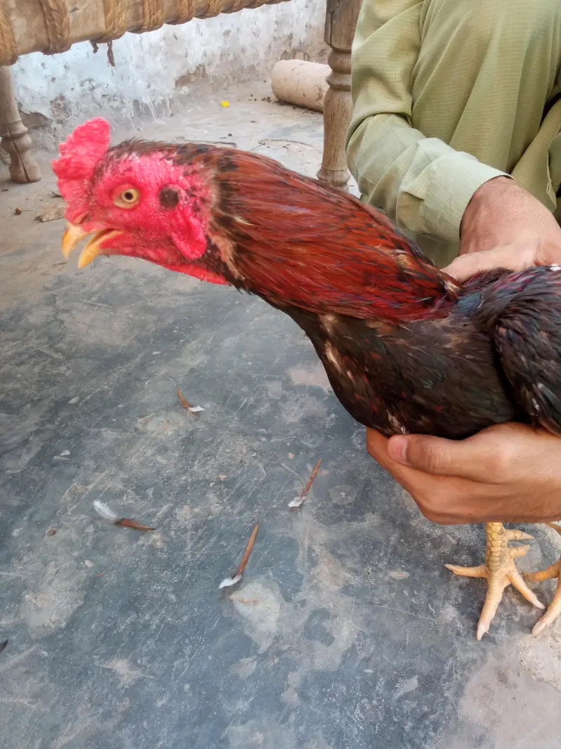 mianwali aseel — photo 4